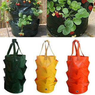 Saker Strawberry Planting Grow Bag
