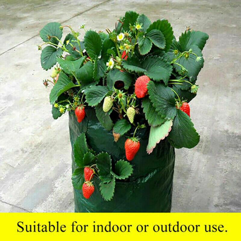Saker Strawberry Planting Grow Bag