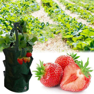 Saker Strawberry Planting Grow Bag